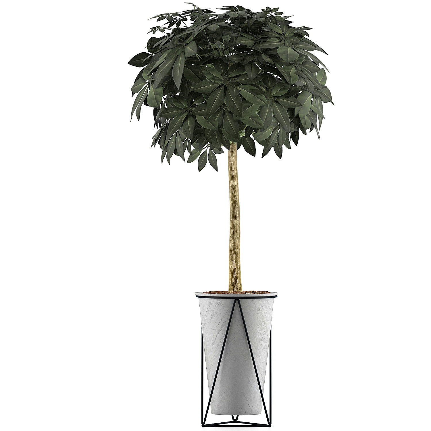 Plants Collection 81 3D model_1