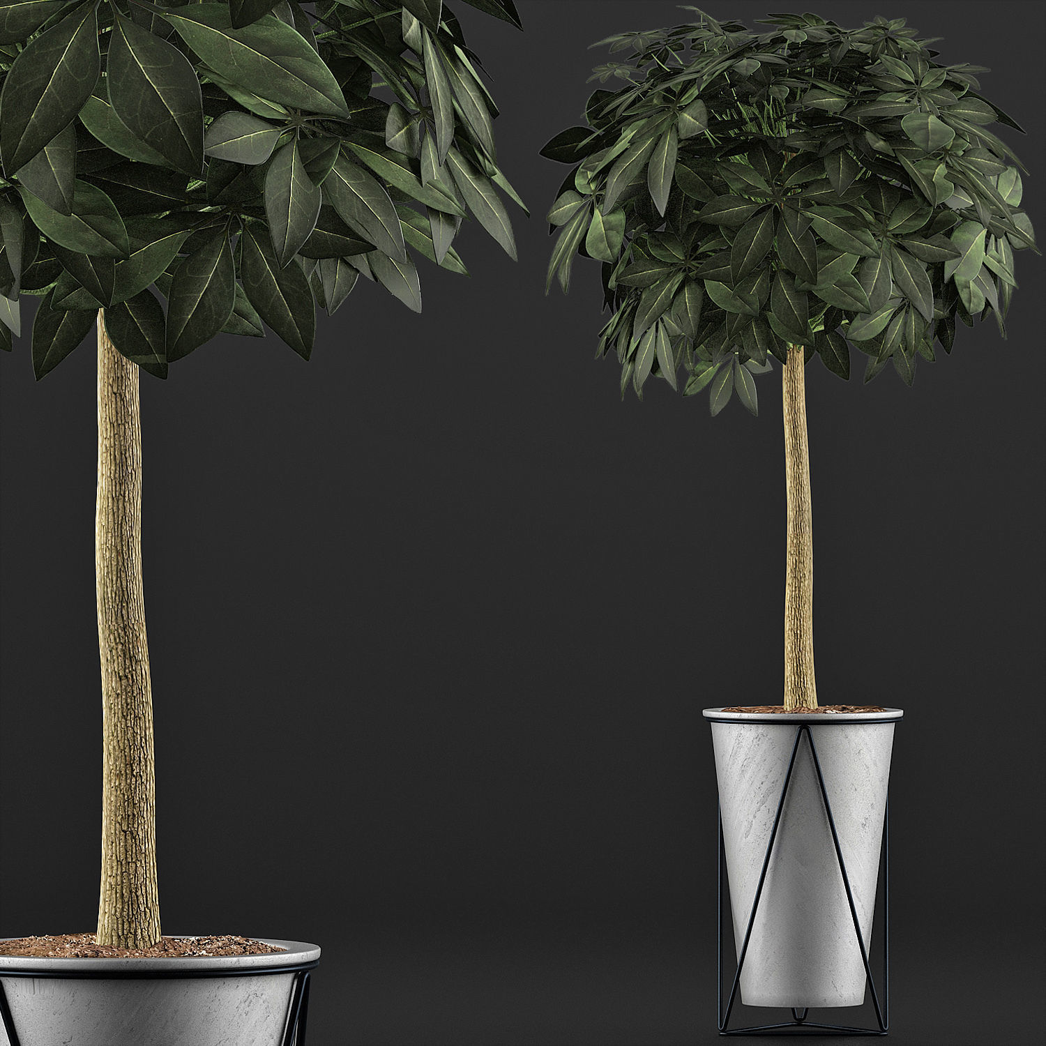 Plants Collection 81 3D model_2