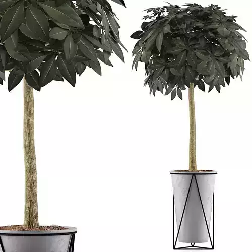 Plants Collection 81 3D model