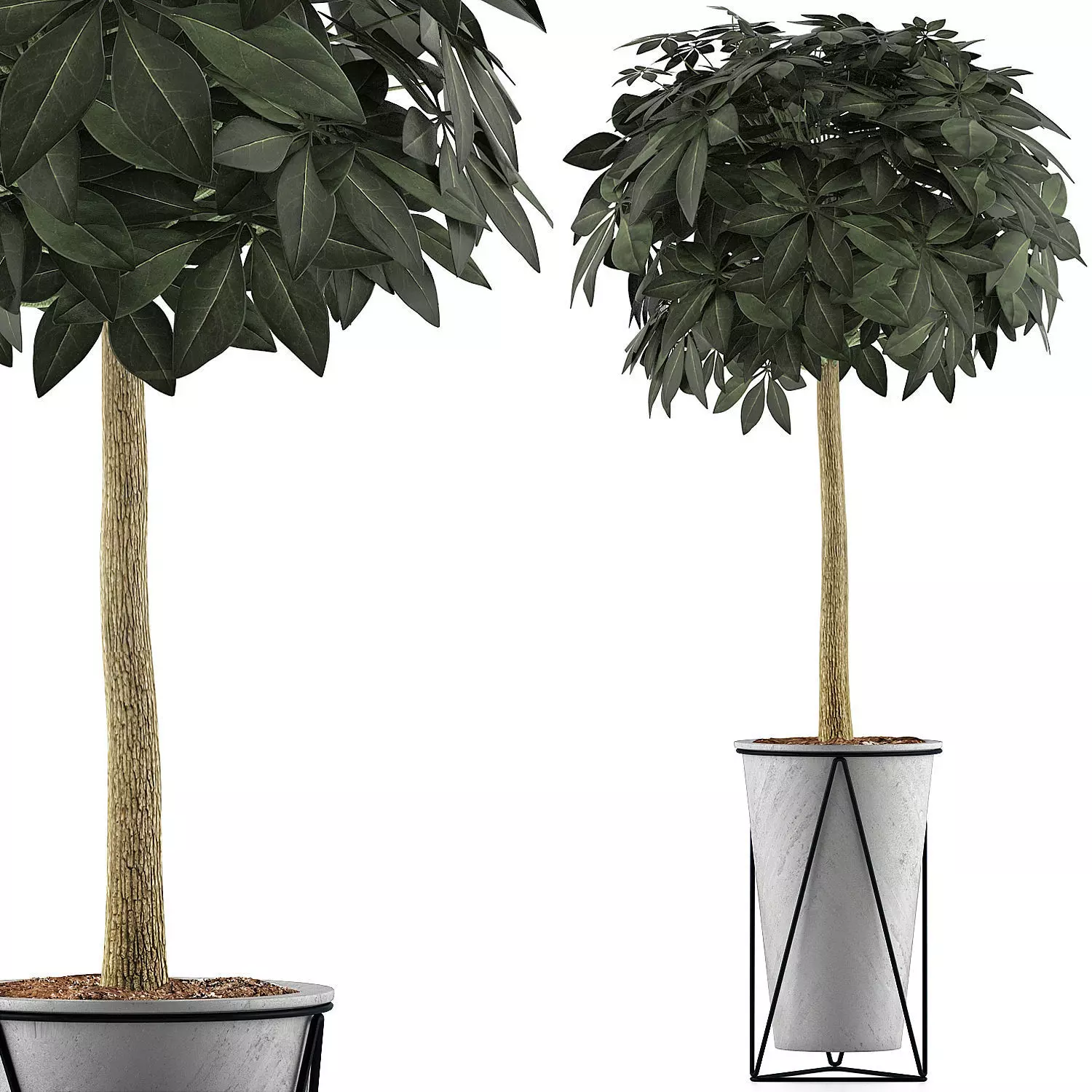 Plants Collection 81 3D model_0