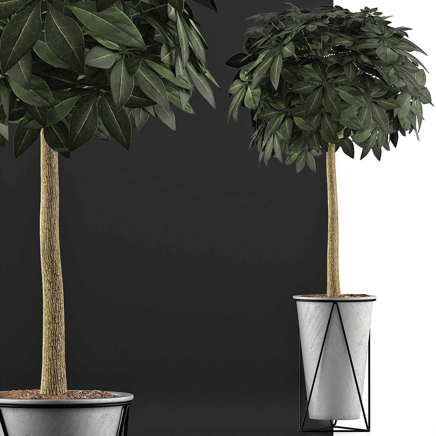 Plants Collection 81 3D model_5