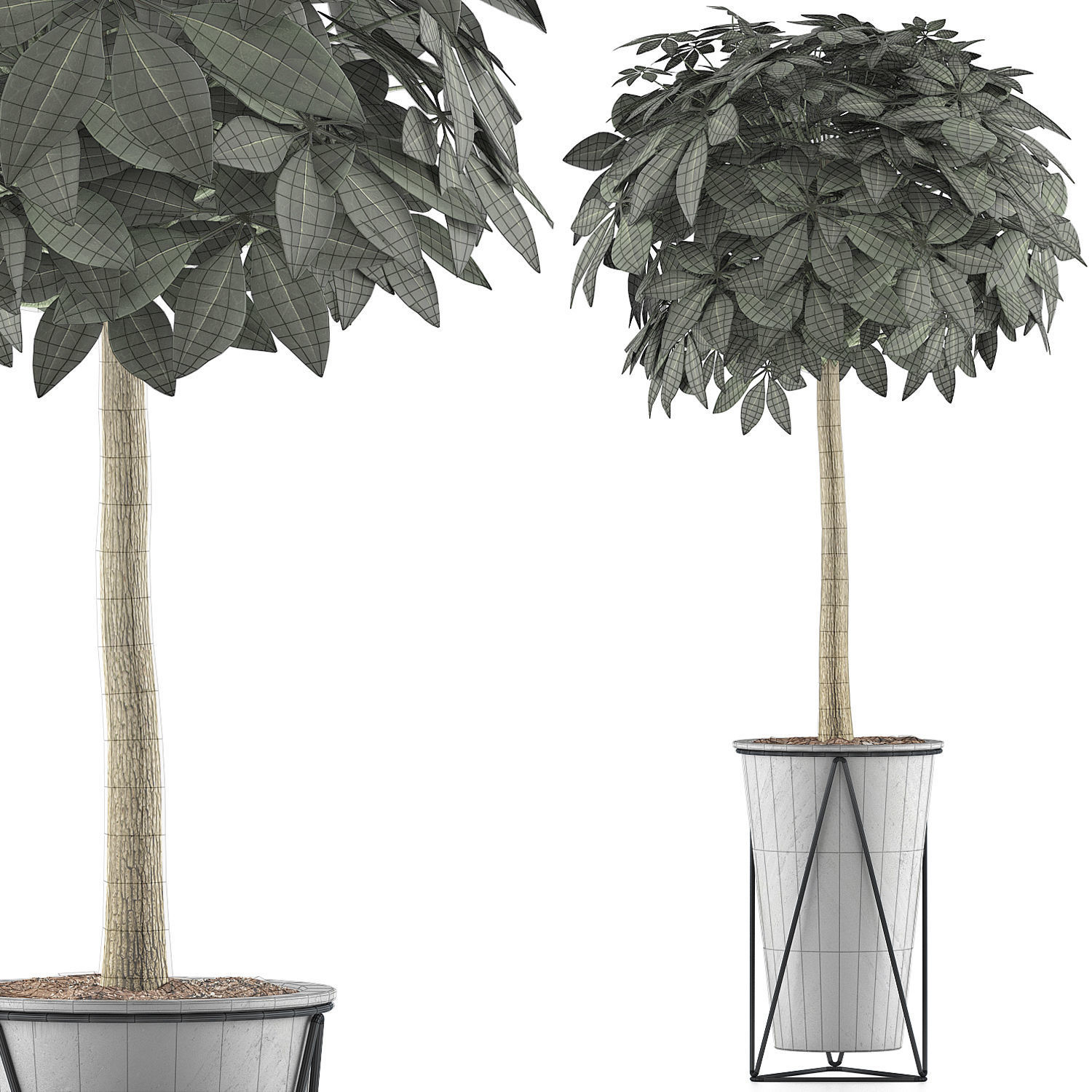 Plants Collection 81 3D model_6