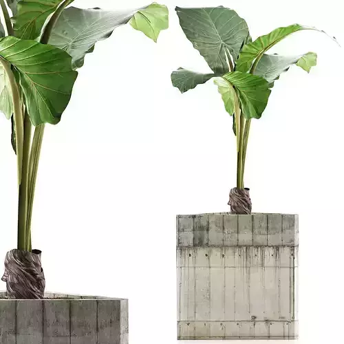Plants Collection 83 3D model