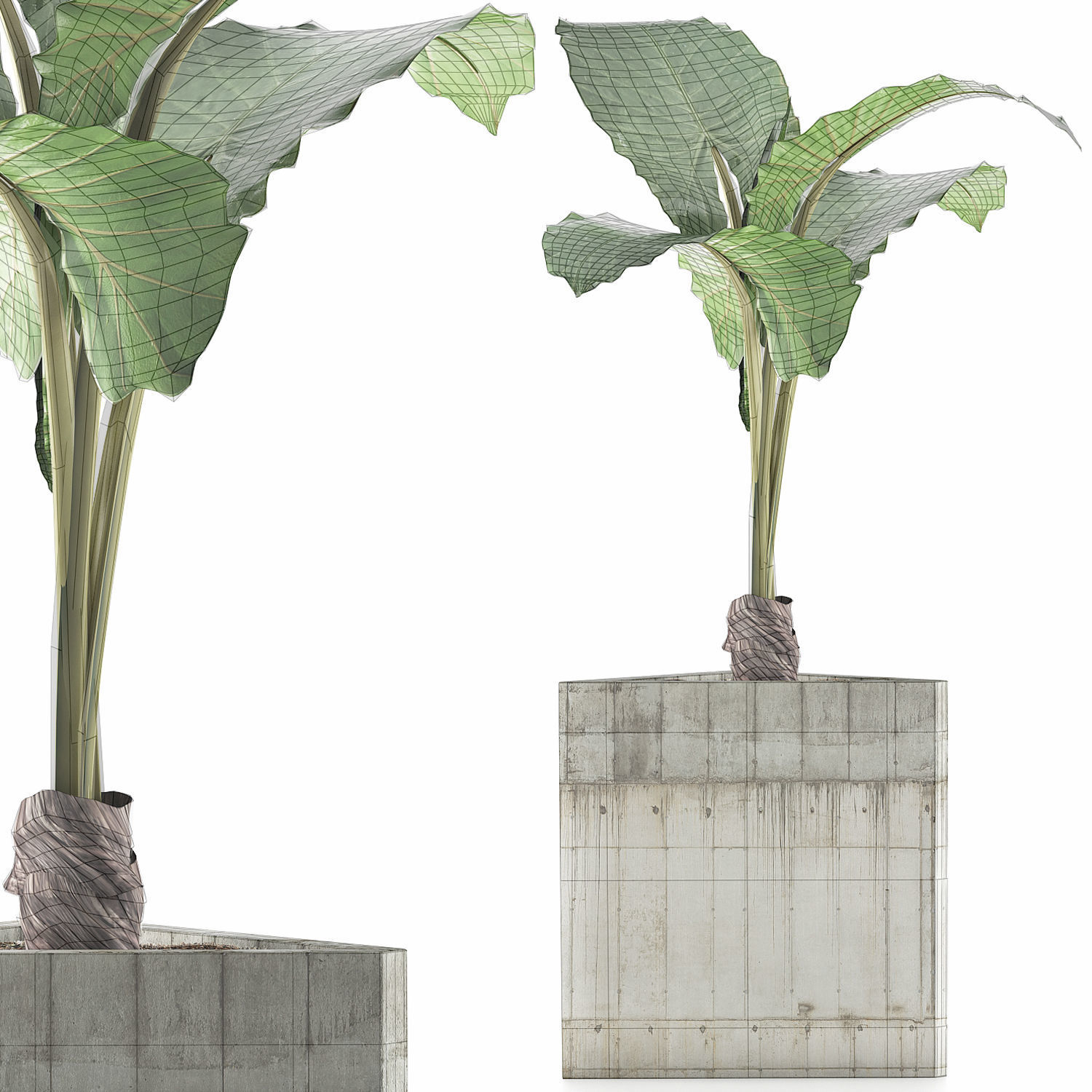 Plants Collection 83 3D model_6