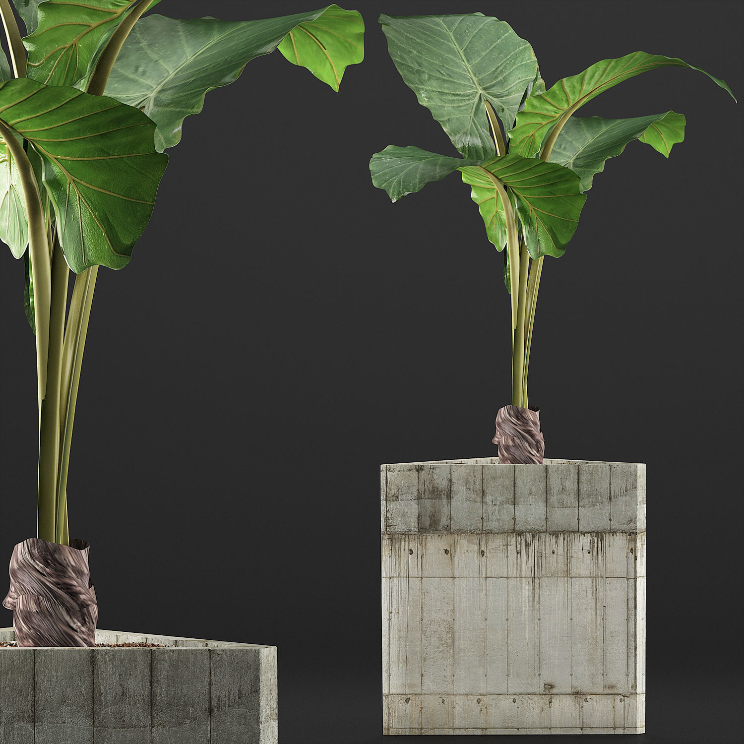 Plants Collection 83 3D model_2