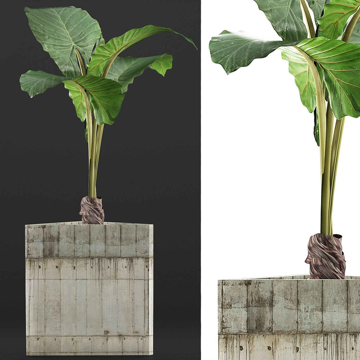 Plants Collection 83 3D model_3