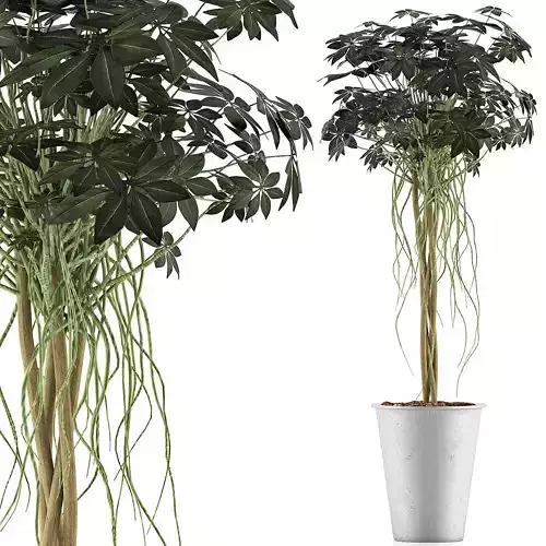 Plants Collection 87 3D model