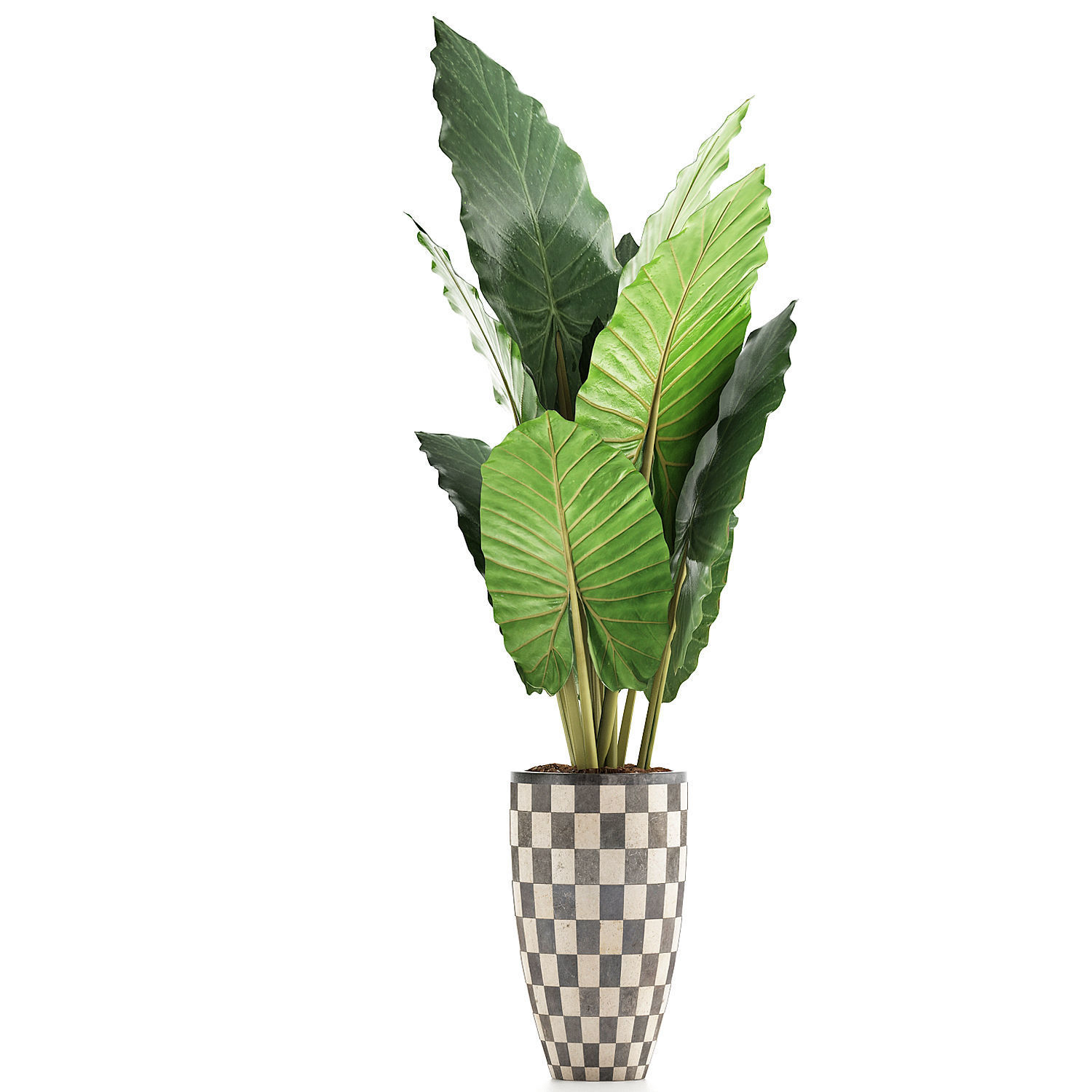 Plants Collection 88 3D model_1