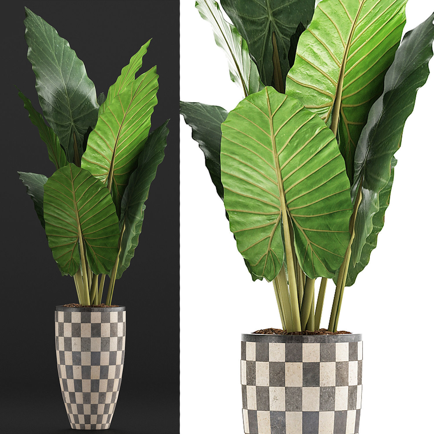 Plants Collection 88 3D model_3