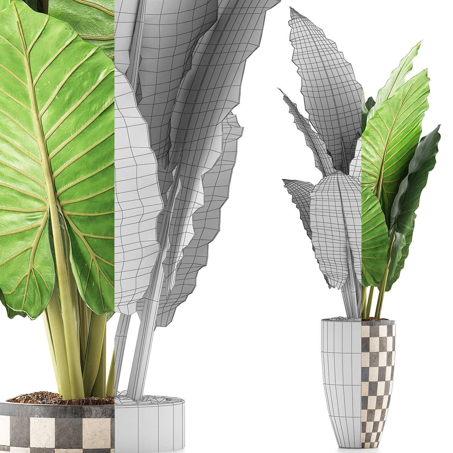 Plants Collection 88 3D model_7