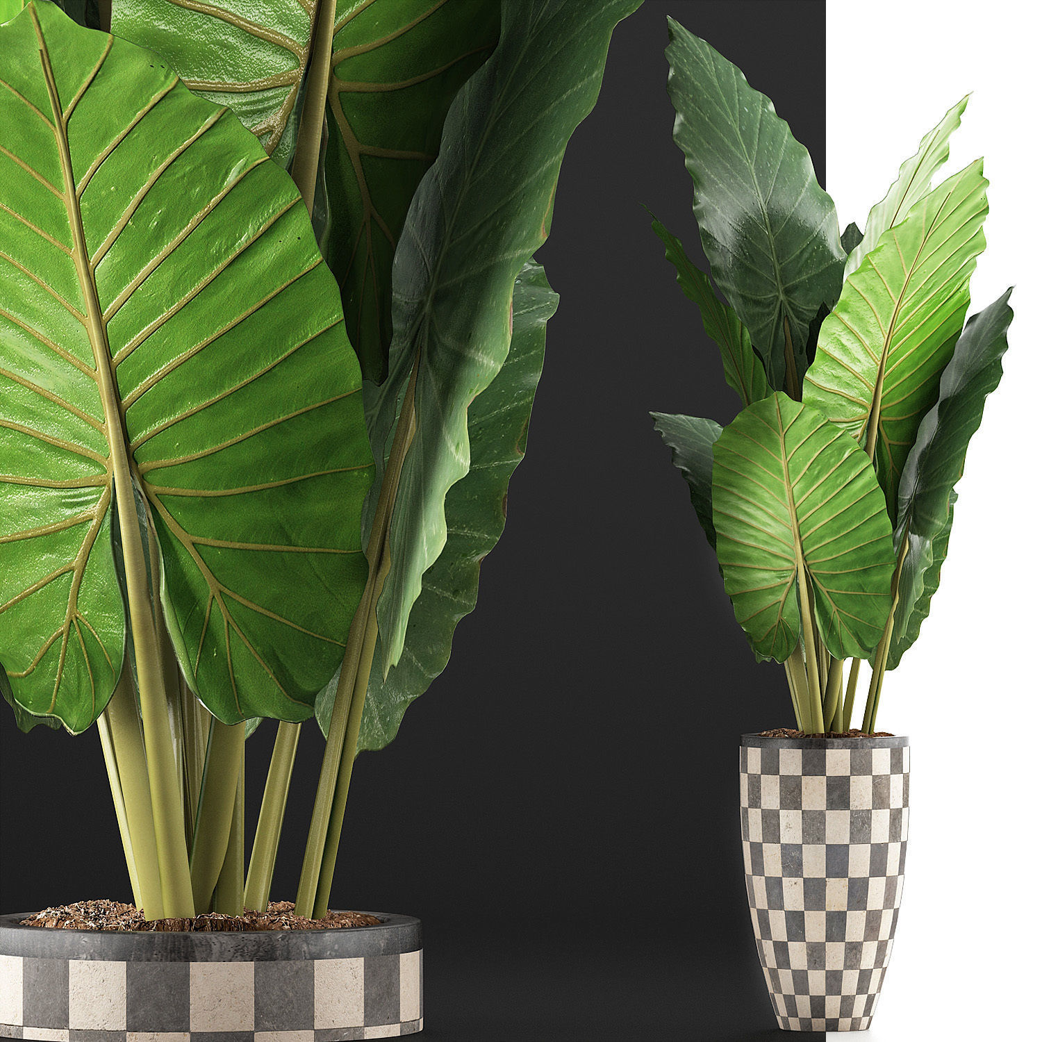 Plants Collection 88 3D model_5