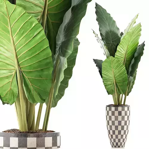 Plants Collection 88 3D model