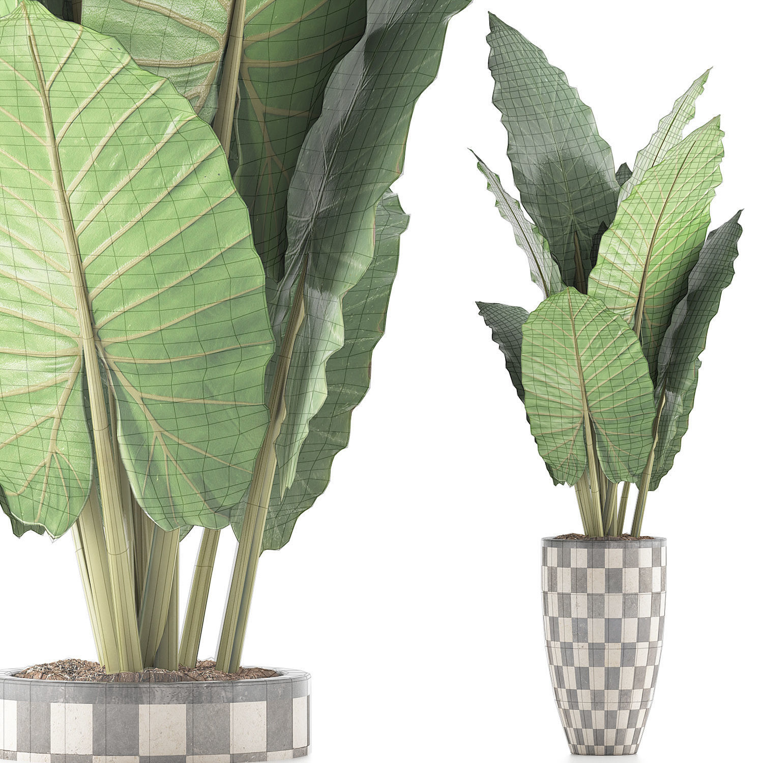Plants Collection 88 3D model_6