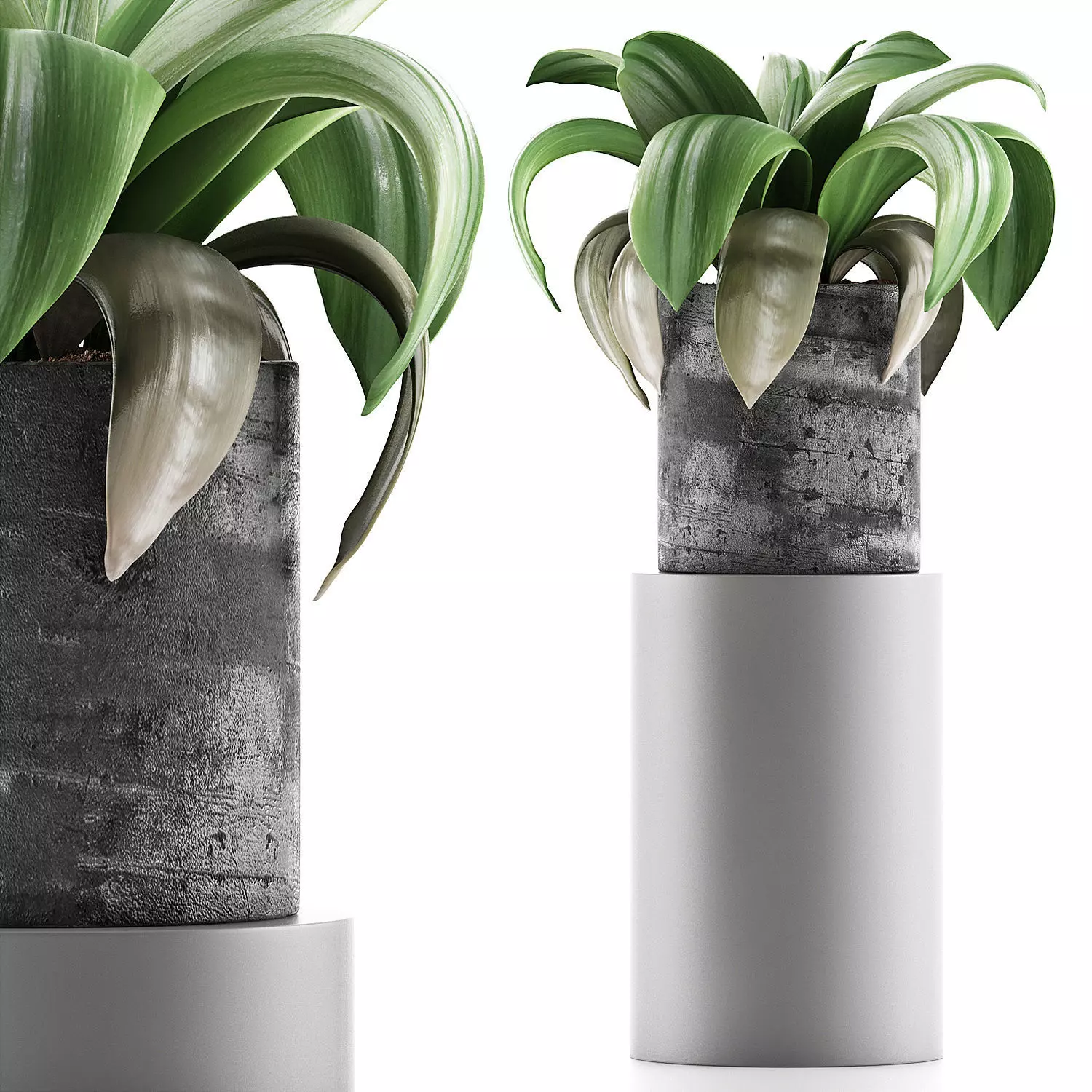 Plants Collection 89 3D model