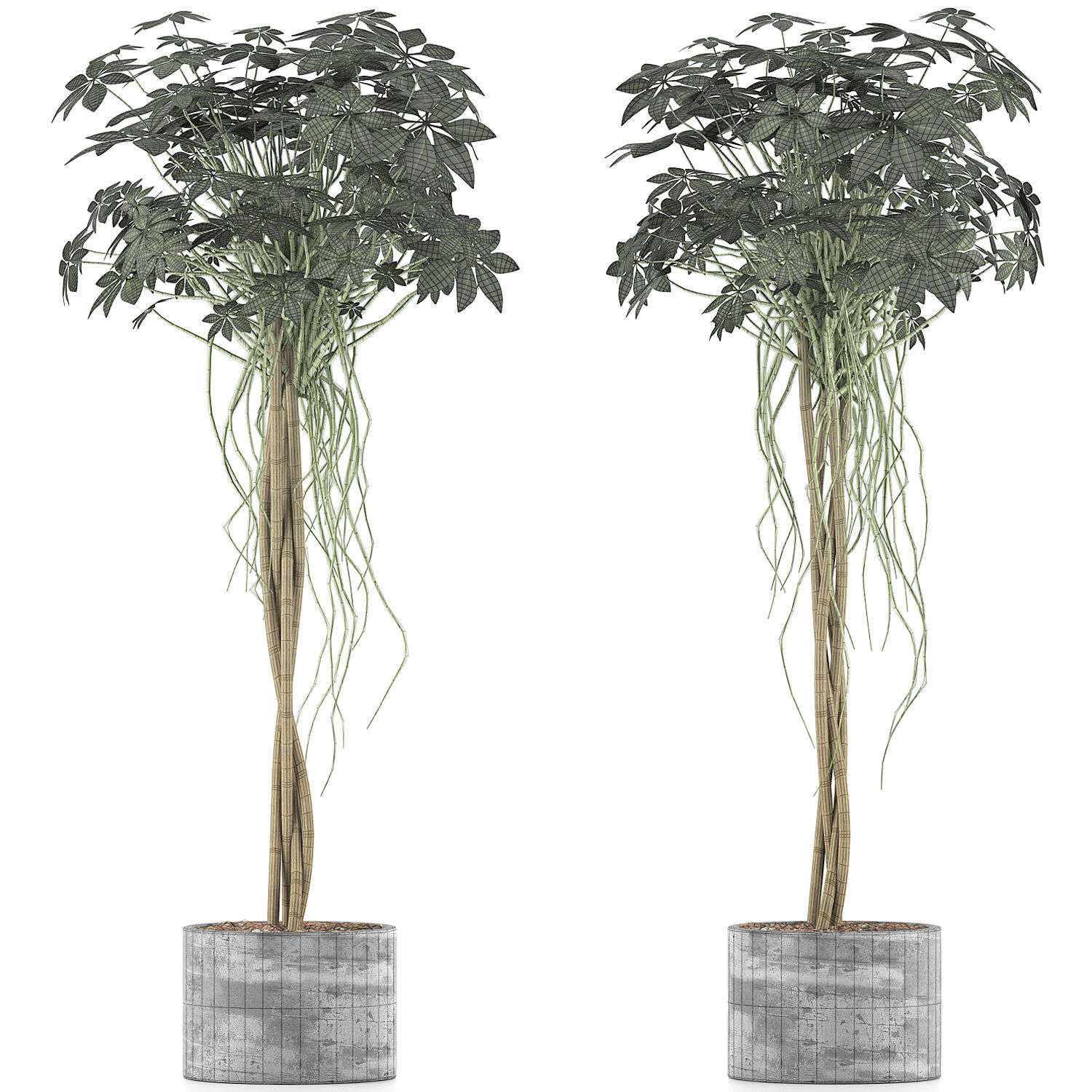 Plants Collection 90 3D model_4