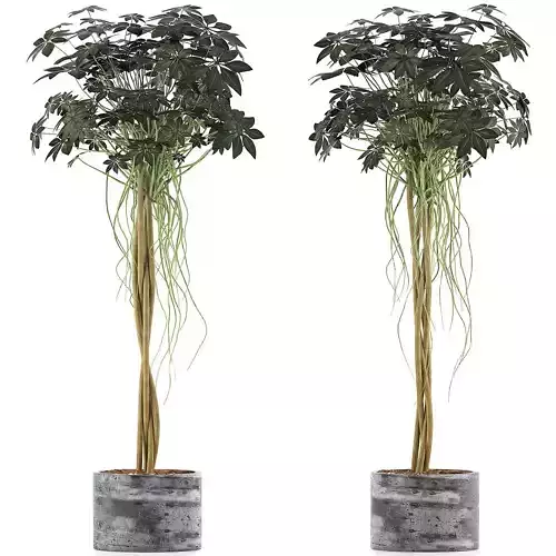 Plants Collection 90 3D model