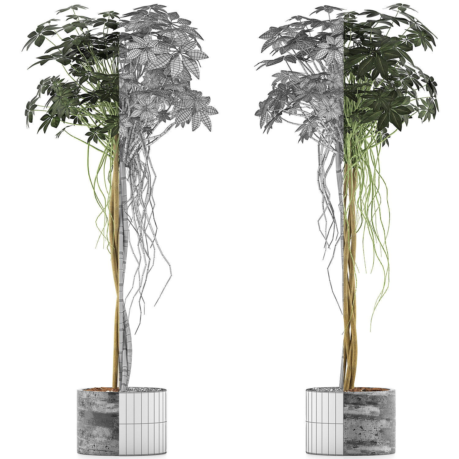 Plants Collection 90 3D model_5