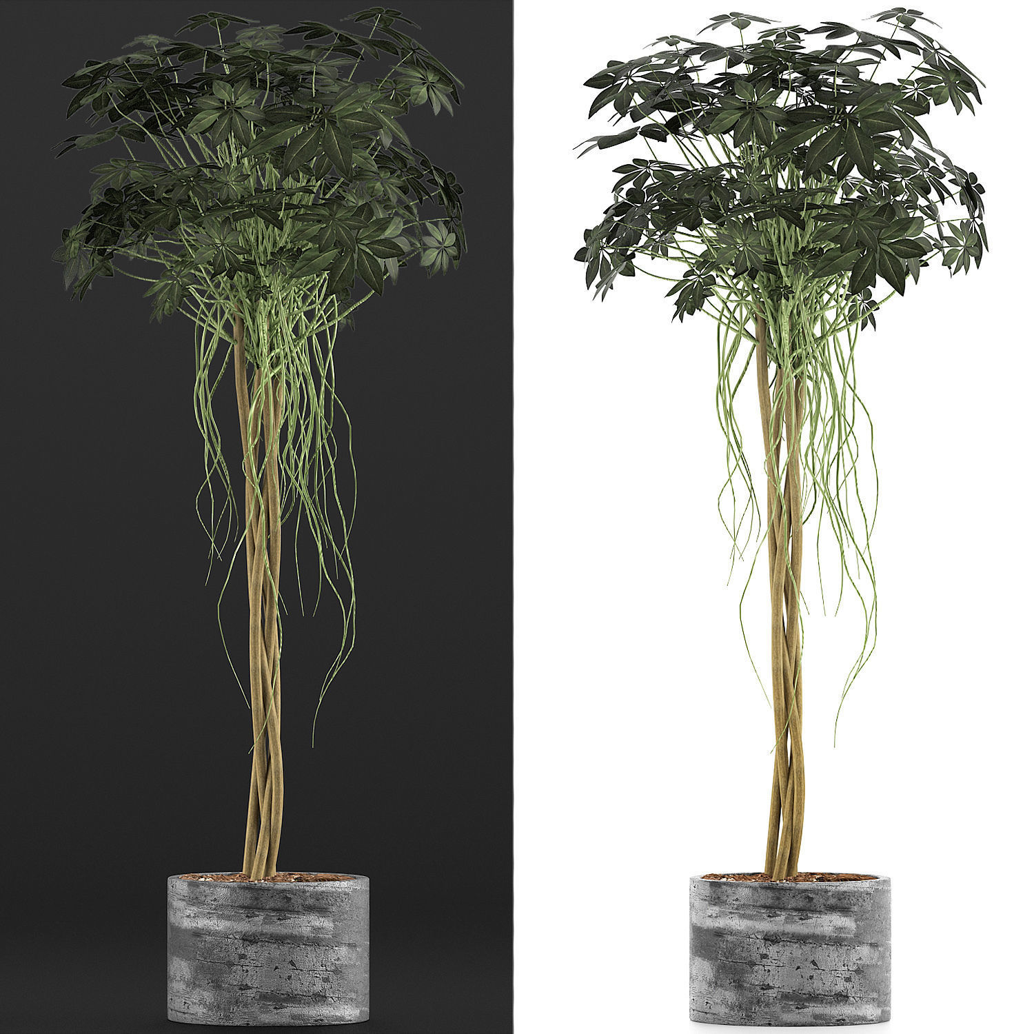 Plants Collection 90 3D model_2