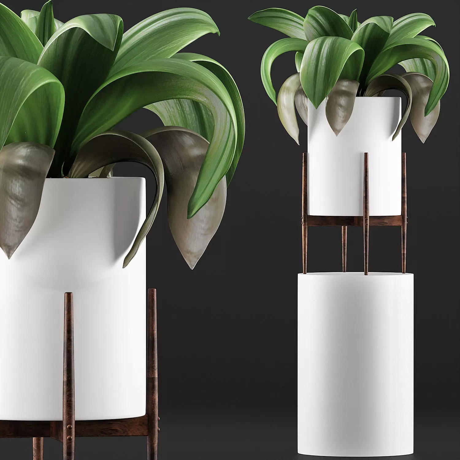 Plants Collection 91 3D model_0