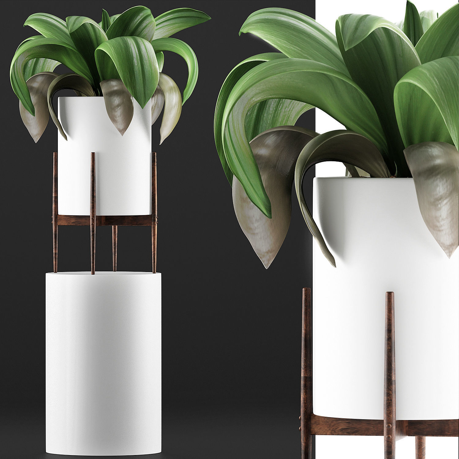 Plants Collection 91 3D model_4