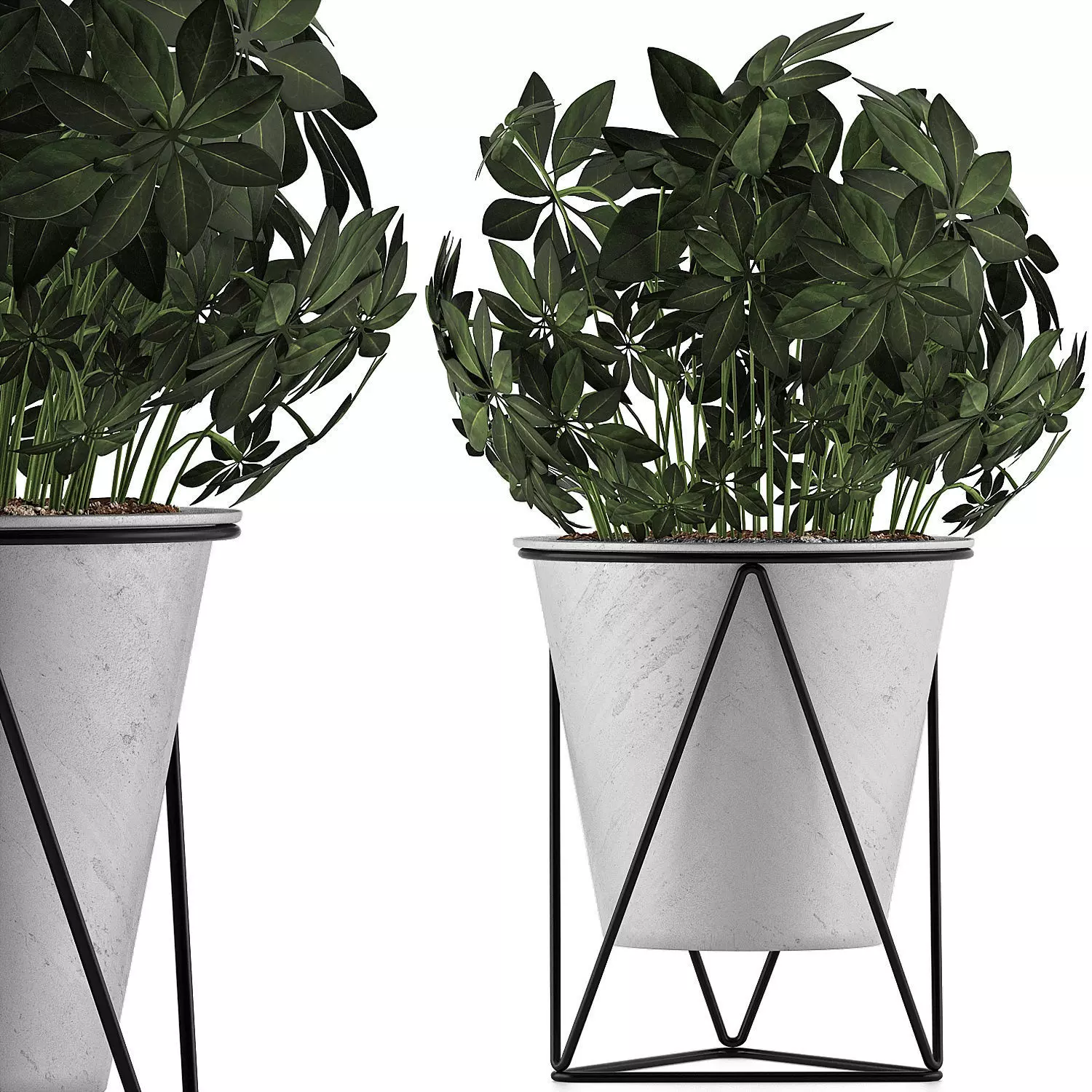 Plants Collection 92 3D model_0