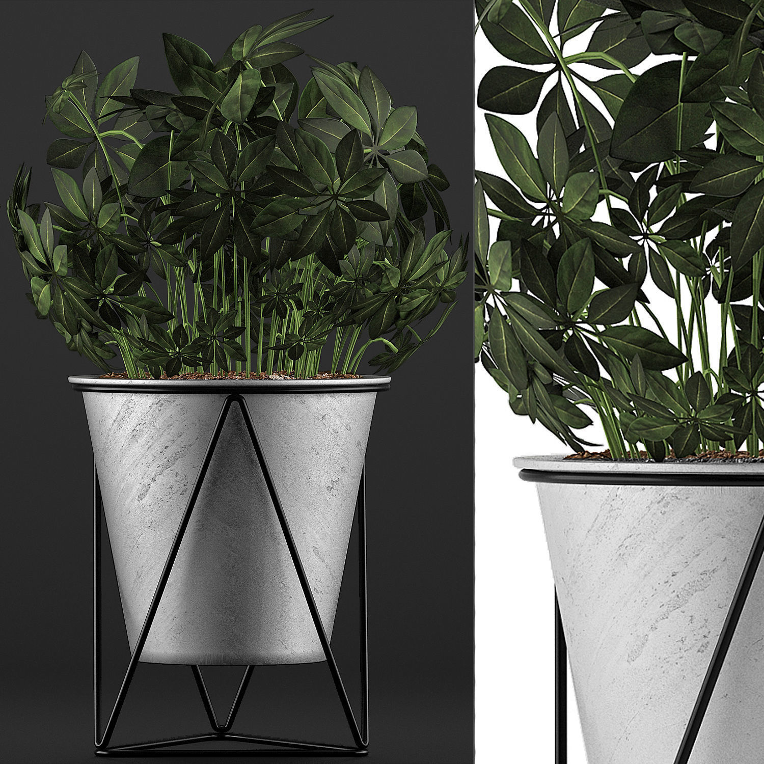 Plants Collection 92 3D model_3