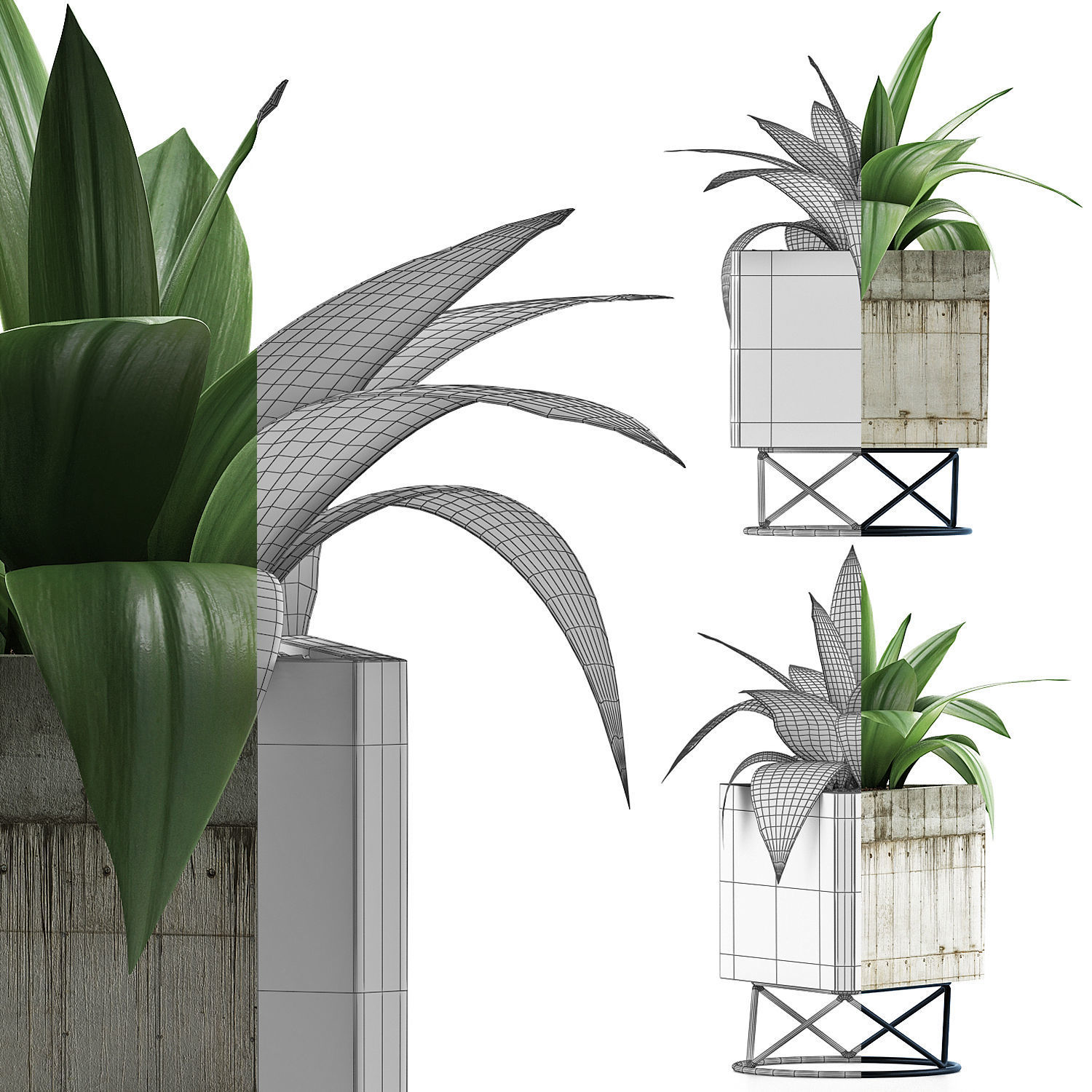 Plants Collection 93 3D model_6