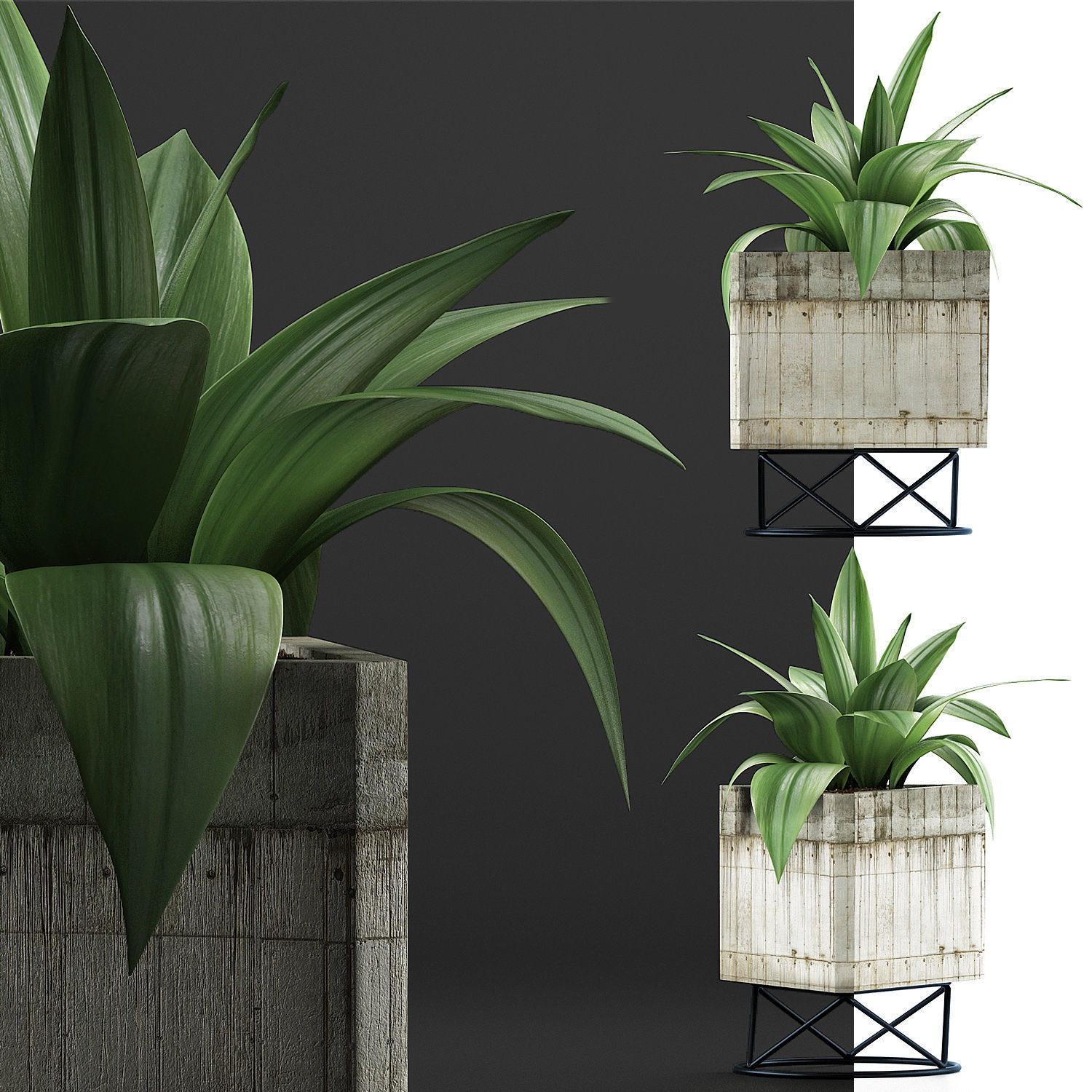 Plants Collection 93 3D model_4