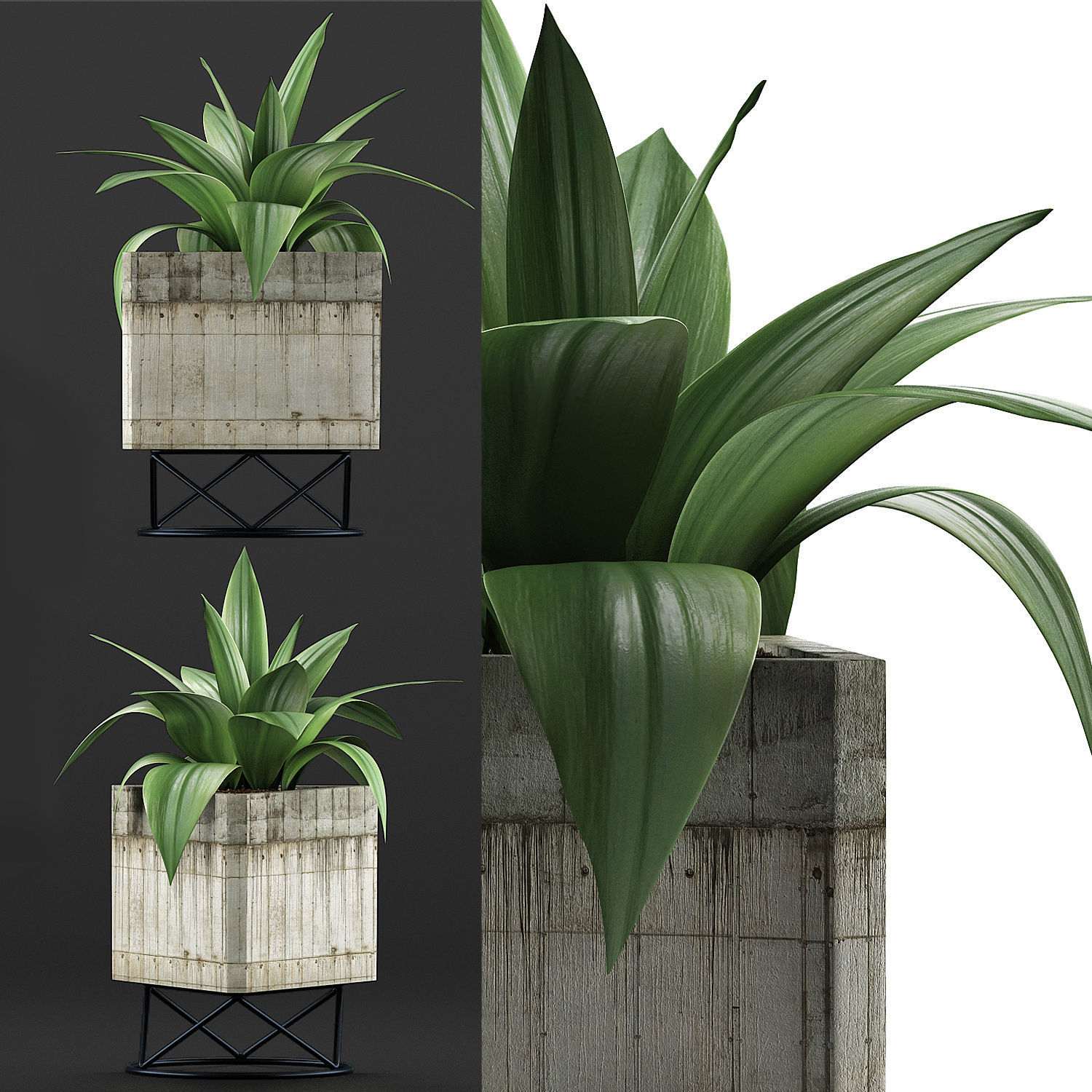 Plants Collection 93 3D model_2