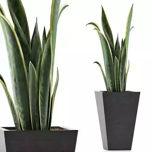 Plants Collection 95 3D model