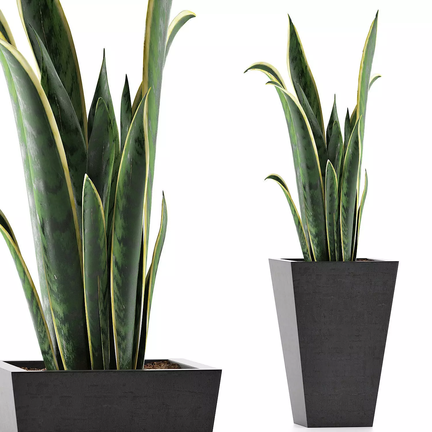 Plants Collection 95 3D model_0