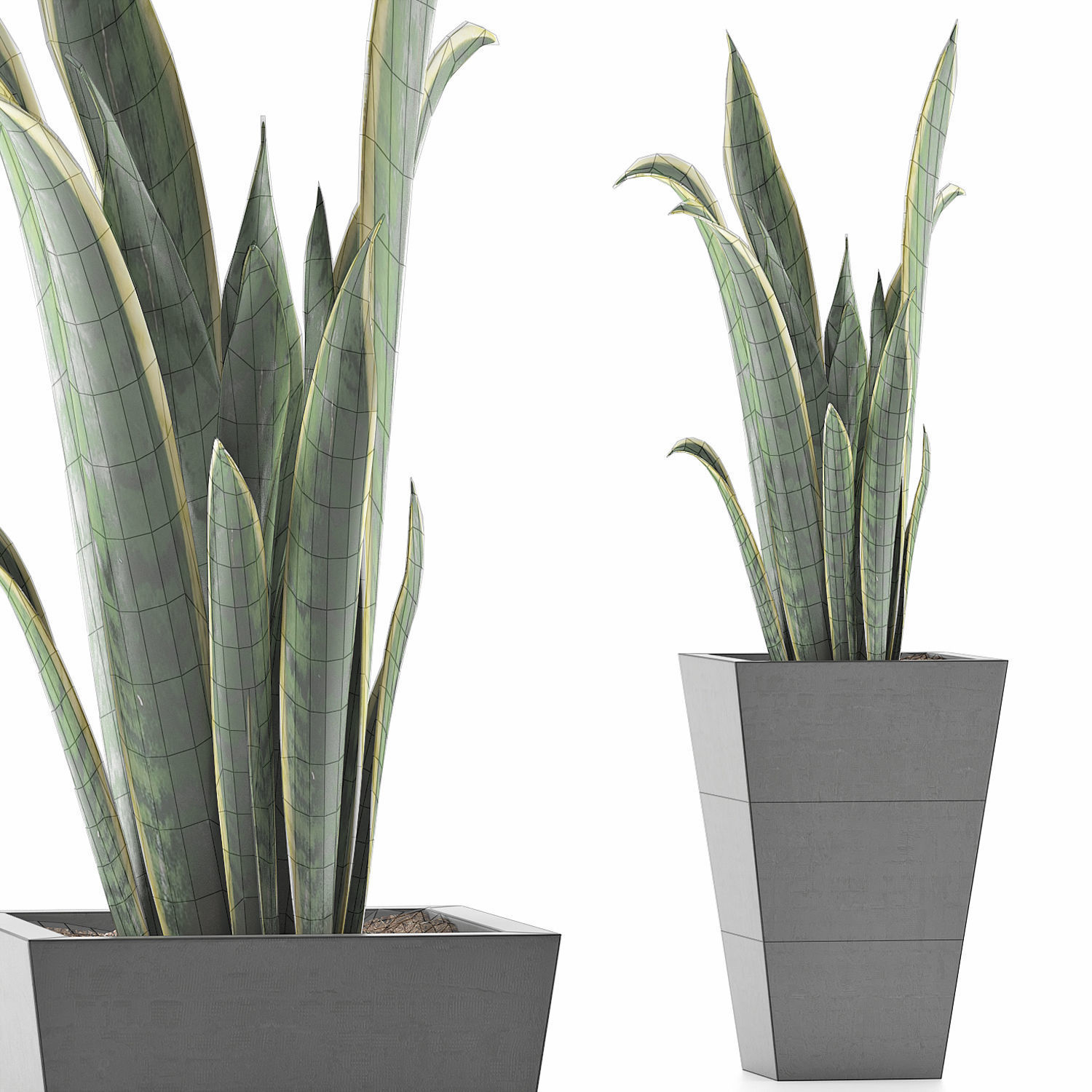 Plants Collection 95 3D model_6