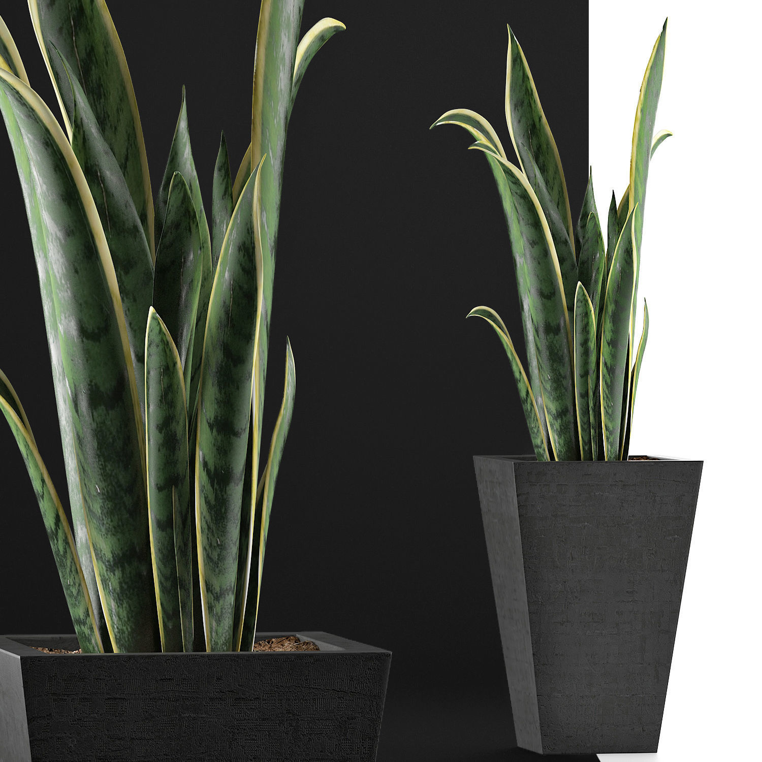 Plants Collection 95 3D model_5