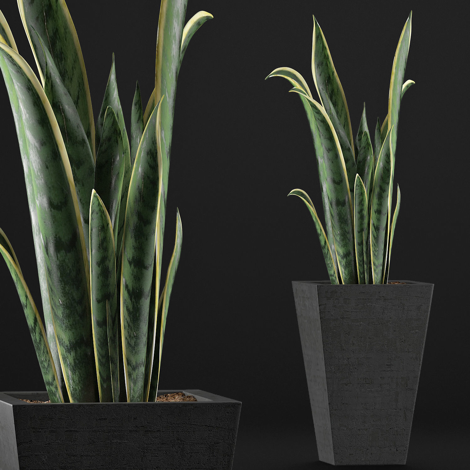 Plants Collection 95 3D model_2