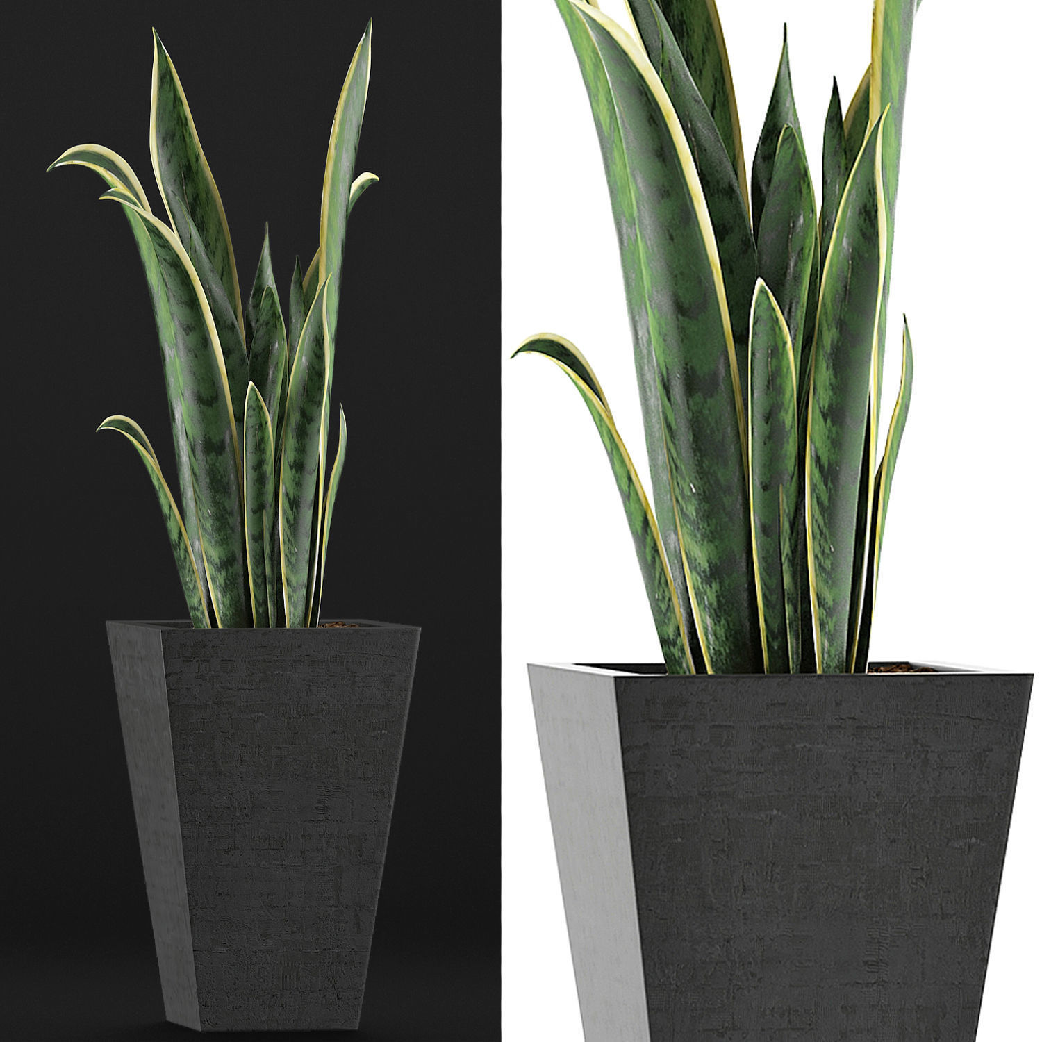 Plants Collection 95 3D model_3