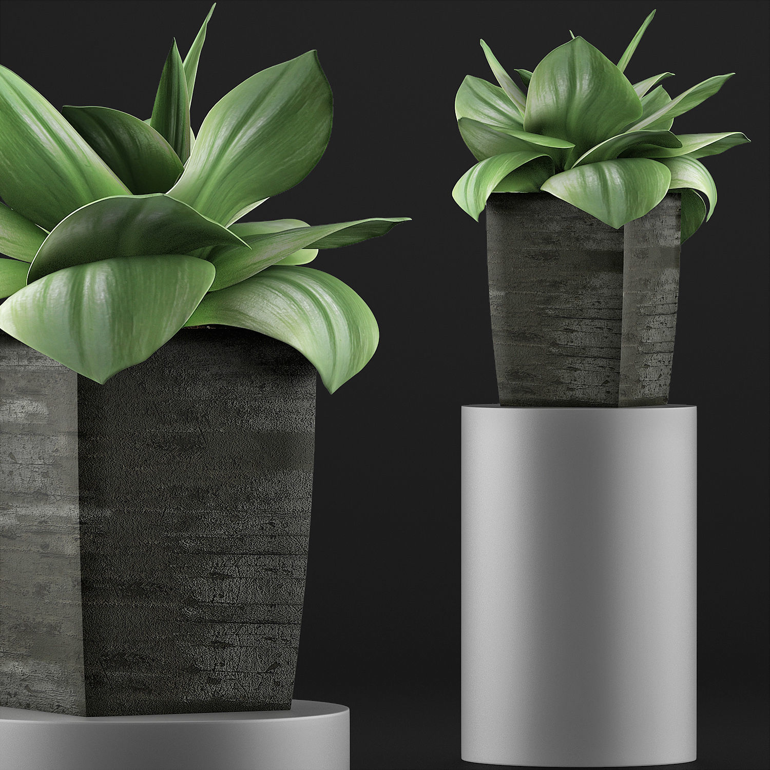Plants Collection 96 3D model_2