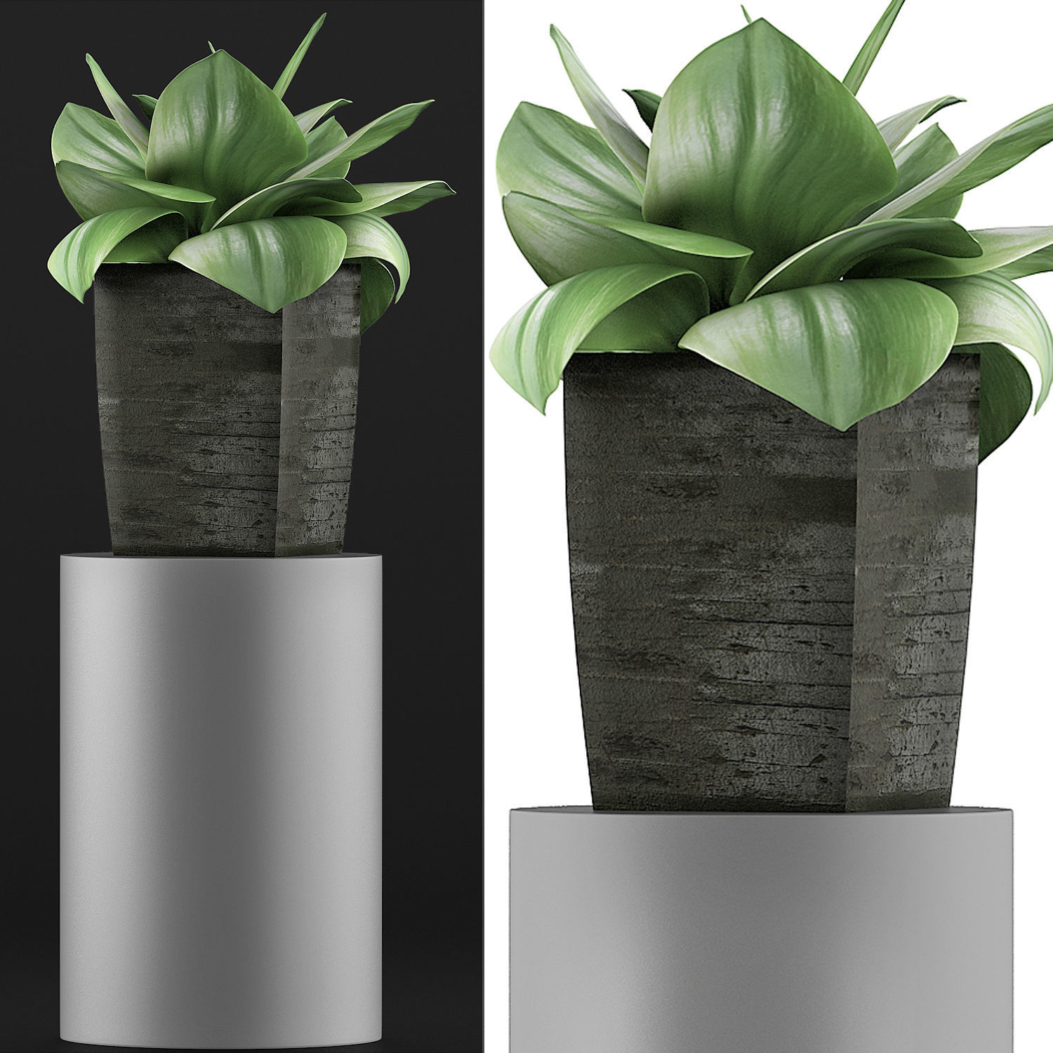 Plants Collection 96 3D model_3