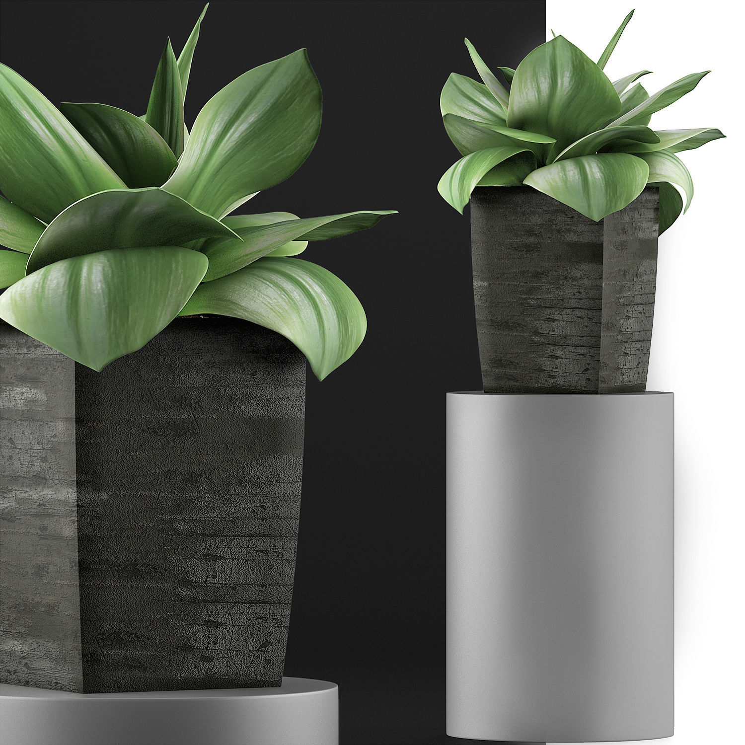 Plants Collection 96 3D model_5