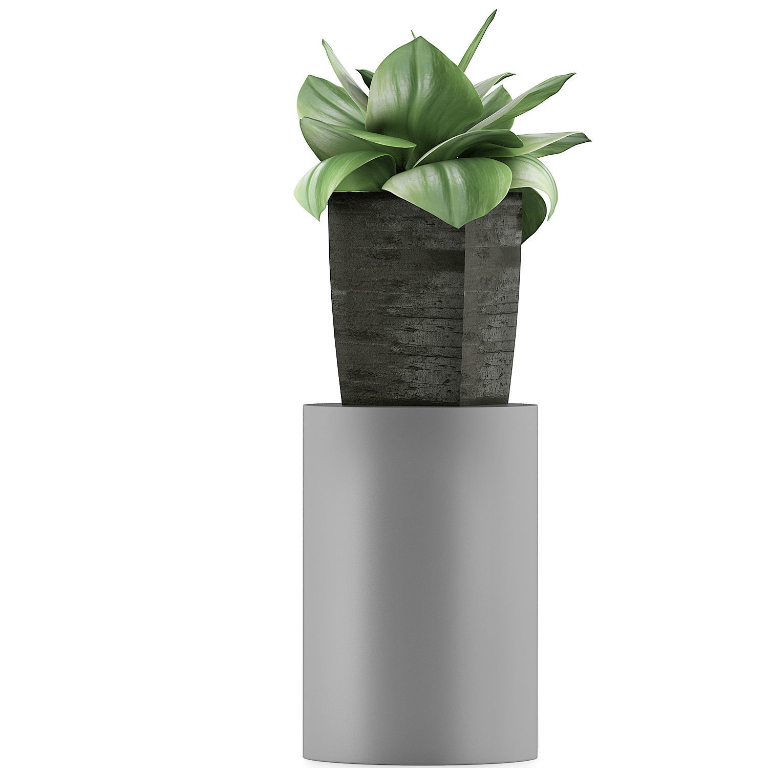 Plants Collection 96 3D model_1