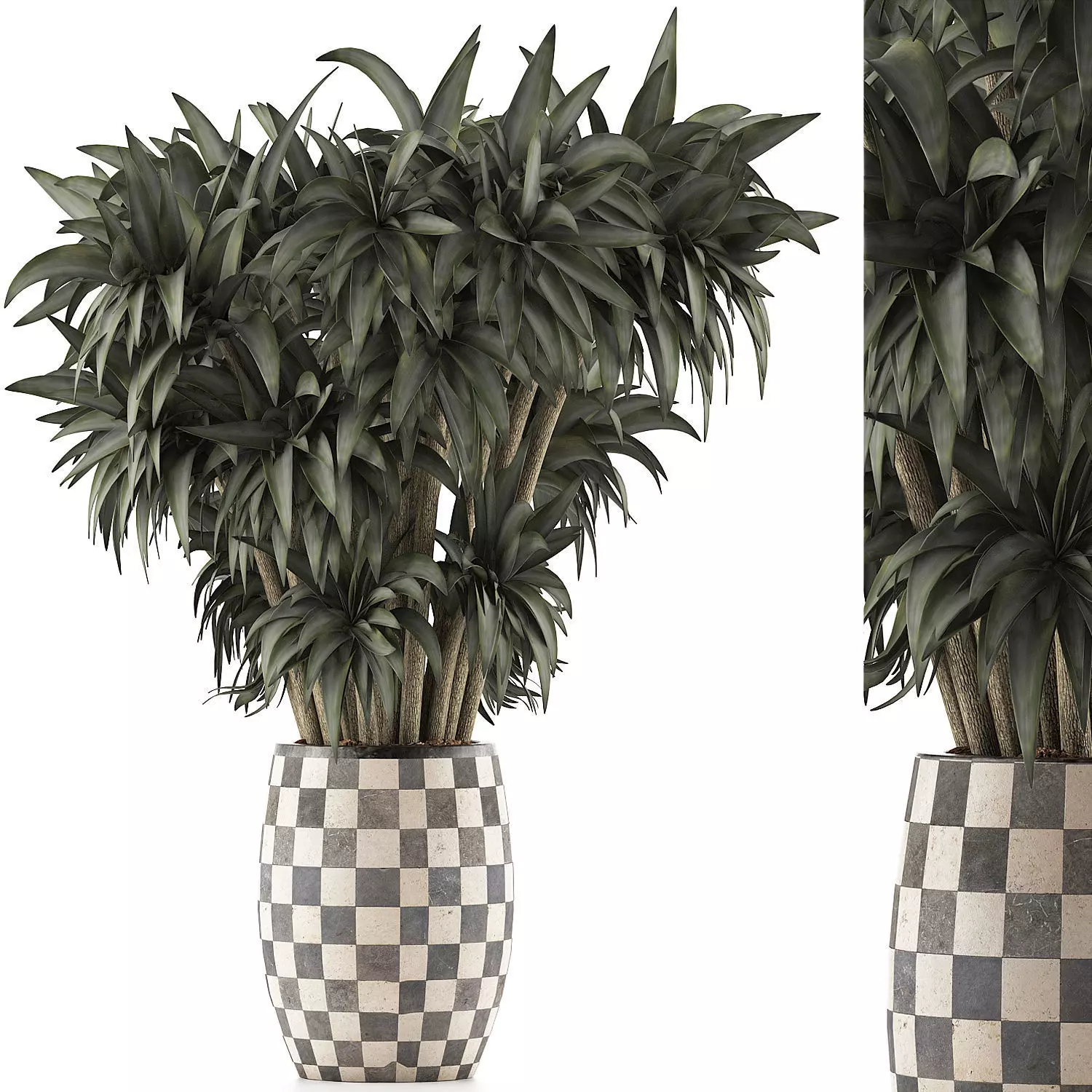 Plants Collection 97 3D model_0