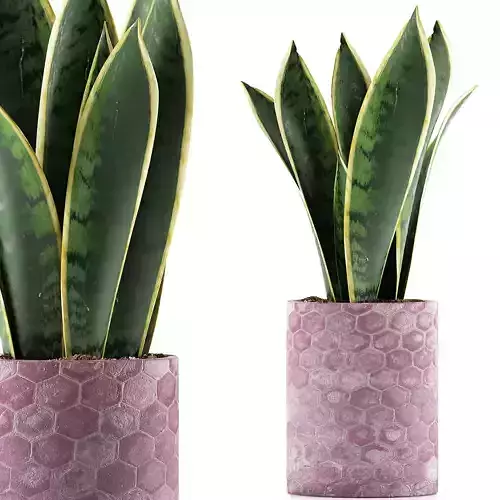Plants Collection 98 3D model