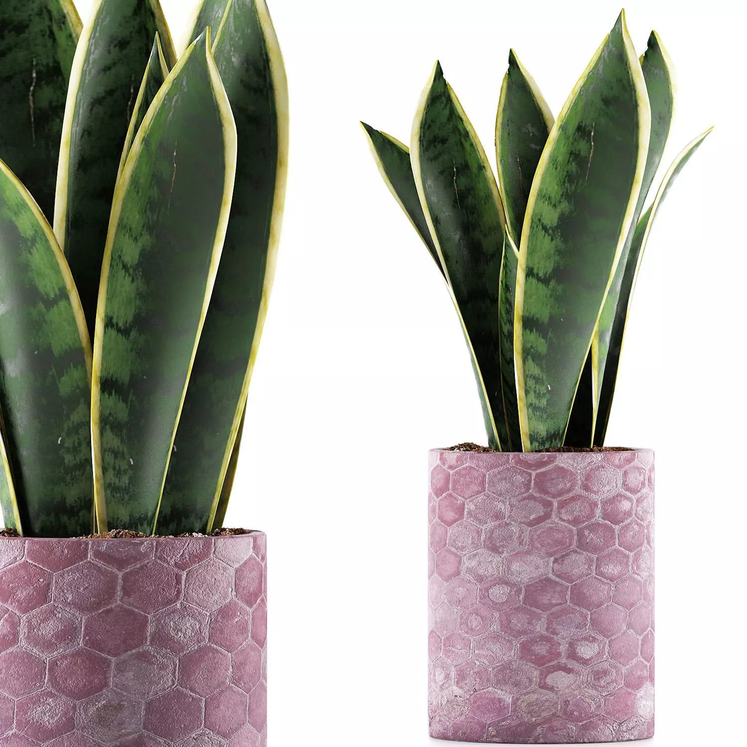 Plants Collection 98 3D model_0