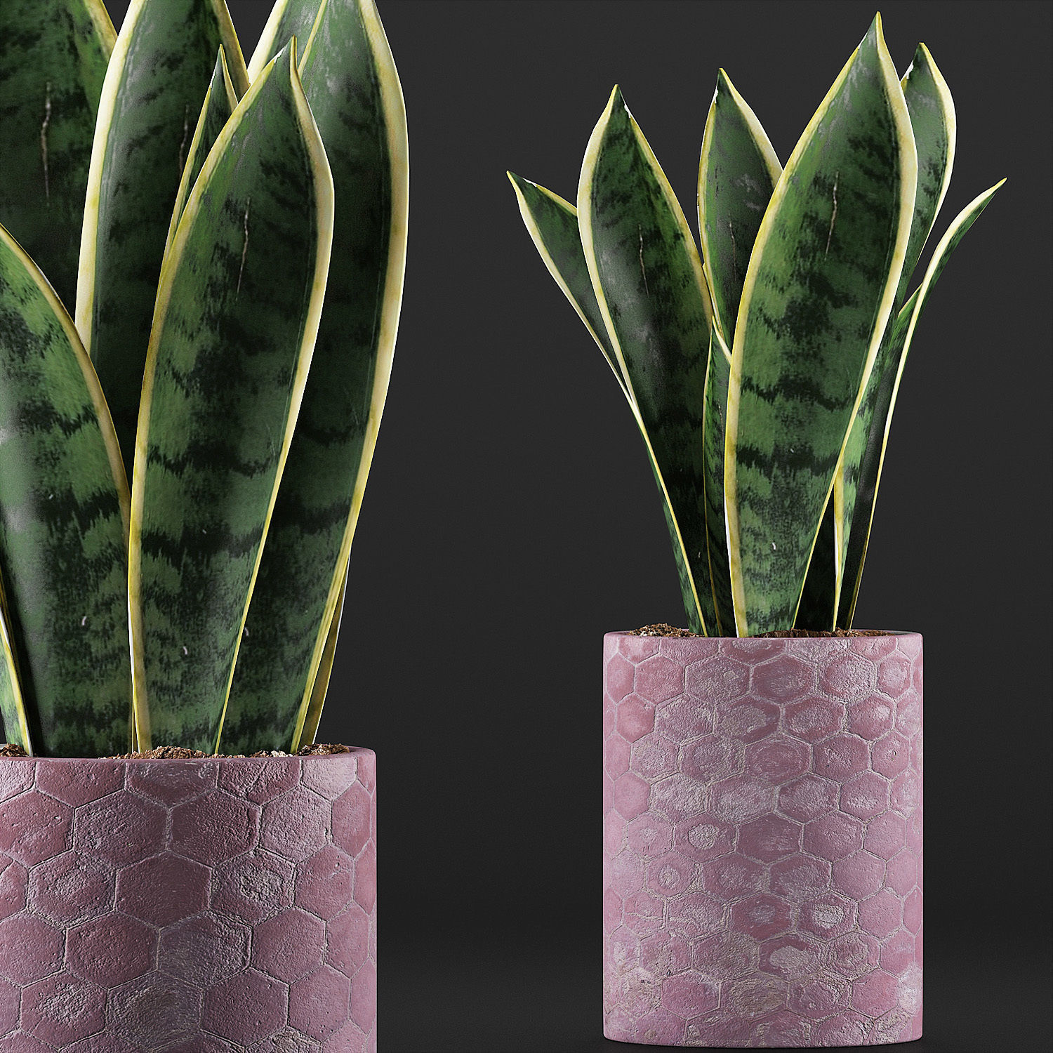 Plants Collection 98 3D model_2