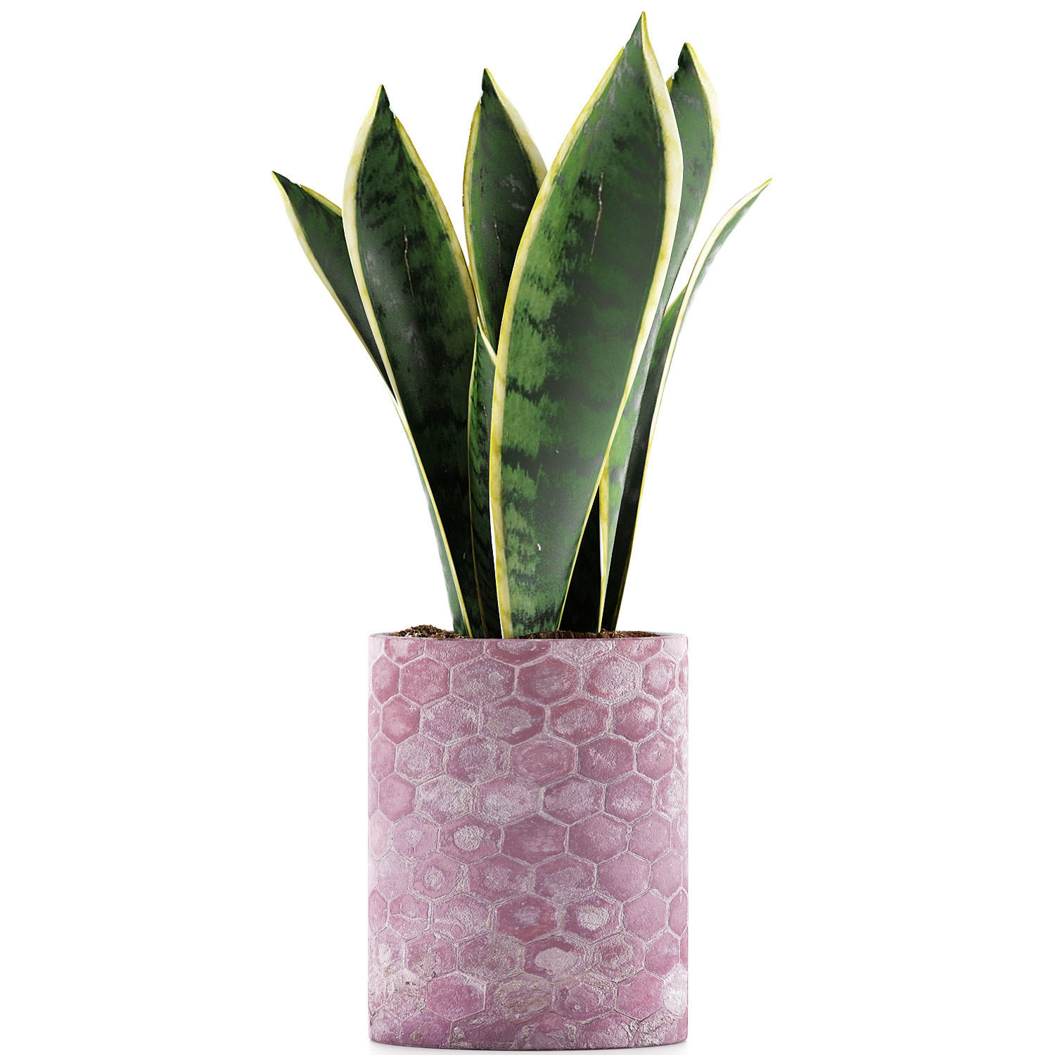 Plants Collection 98 3D model_1