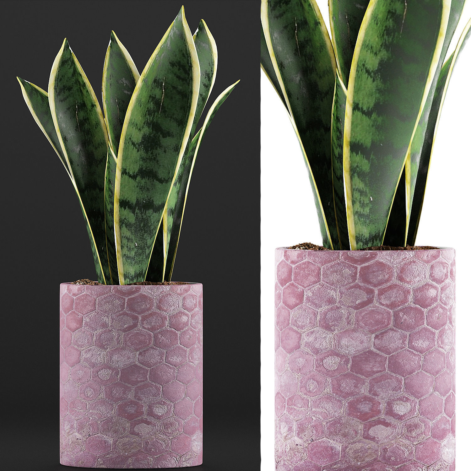 Plants Collection 98 3D model_3