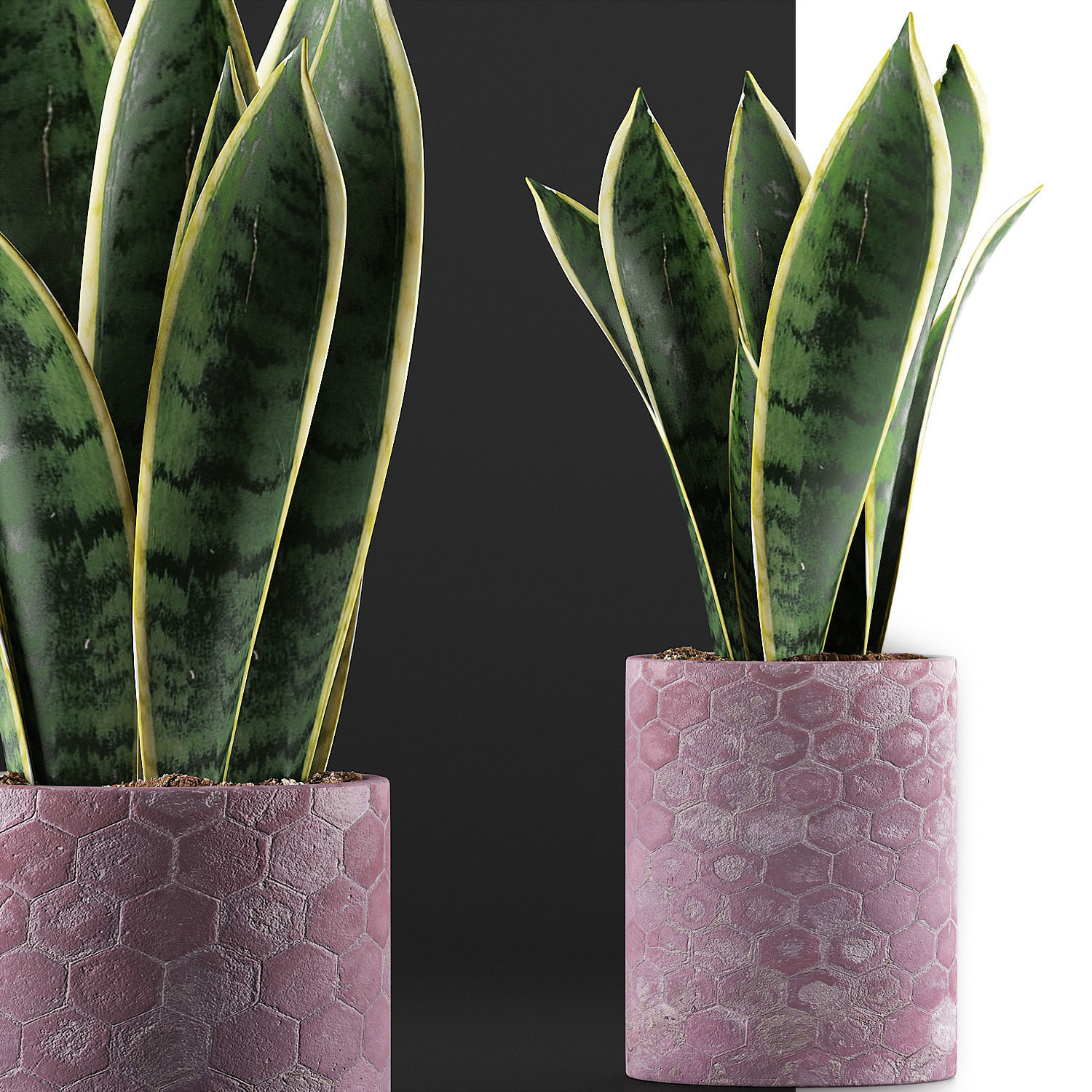 Plants Collection 98 3D model_5