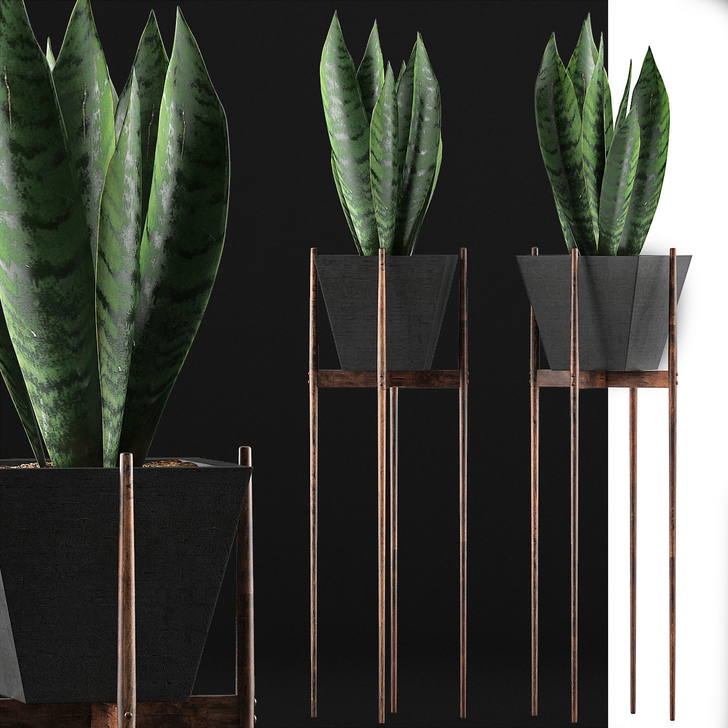 Plants Collection 99 3D model_5