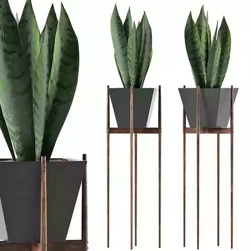 Plants Collection 99 3D model