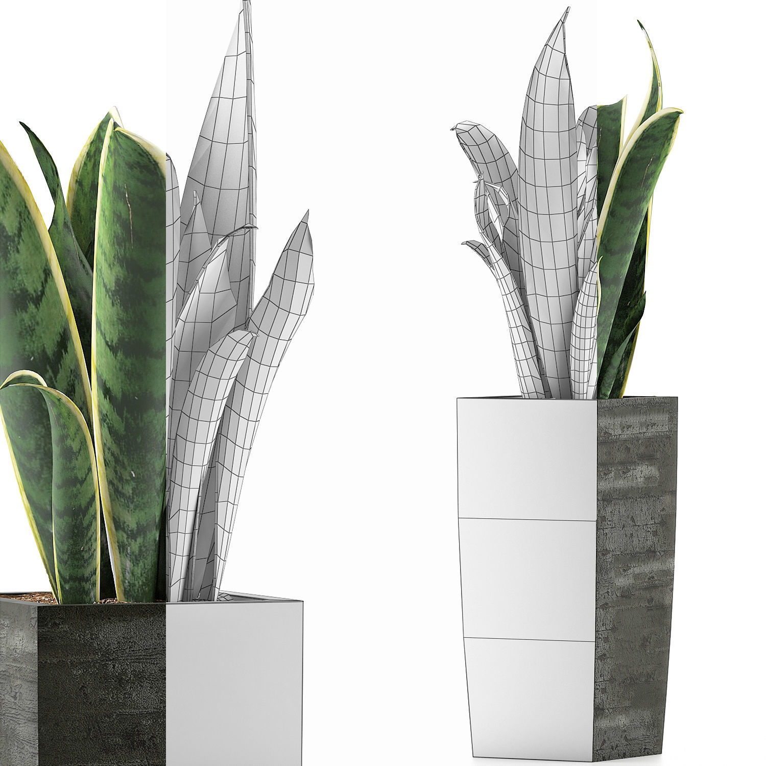 Plants Collection 100 3D model_7