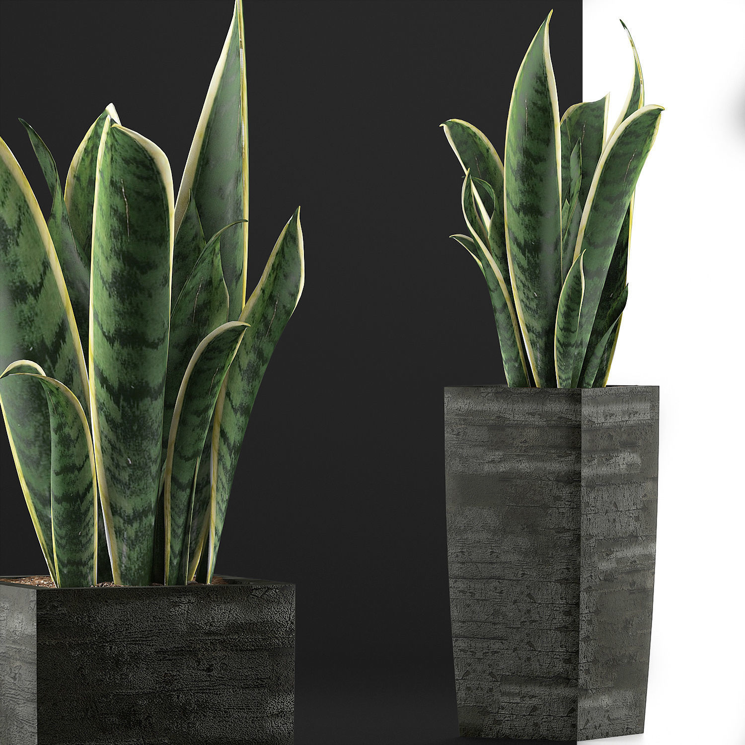 Plants Collection 100 3D model_5